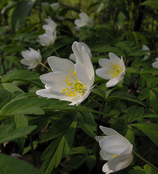 Anemones at Berry Pomeroy, April 2006