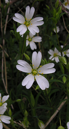 Stitchwort at Thatcher Point, Torquay, April 2006