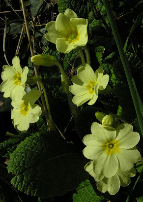 Primroses at Manaton, Dartmoor, March 2008