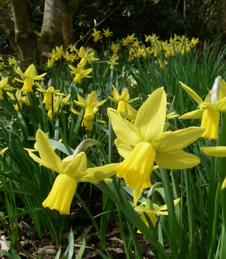 Daffodils at Killerton Park, Devon, April 2010