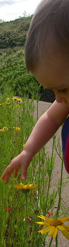 Investigating summer flowers, July 2008