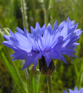 Cornflower at the Eden Project, Cornwall, July 2008