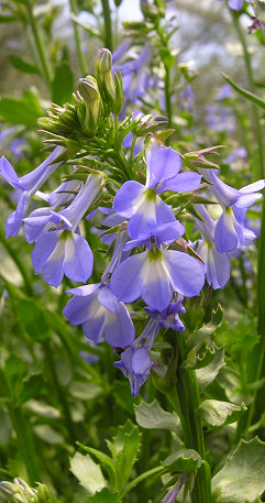 Summer flower at the Eden Project, Cornwall, July 2008