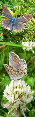 Common Blue butterflies, Exeter, June 2014